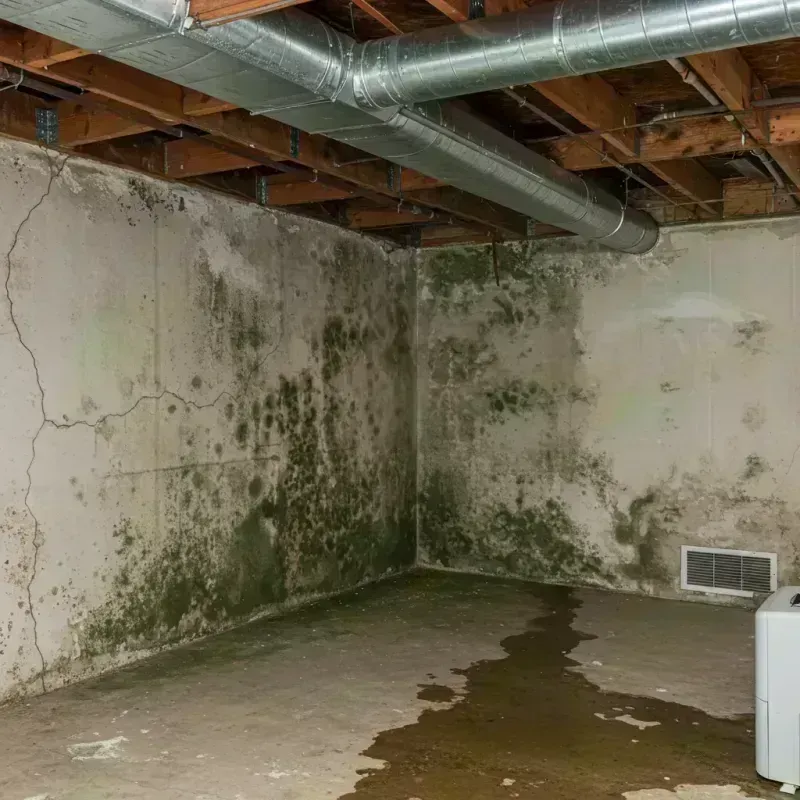 Professional Mold Removal in Terra Bella, CA